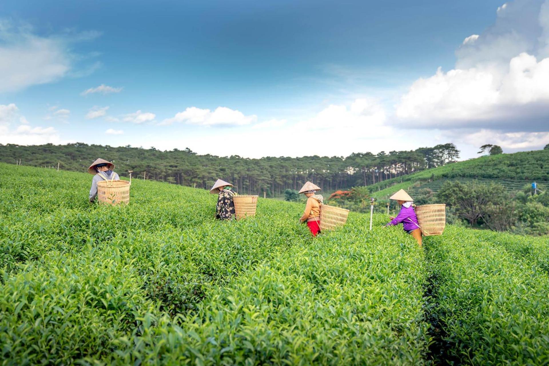 Stayvista's Tree Tops & Tea Trails: Mountain-View Villa in Tea Plantation Darjeeling  Exterior photo